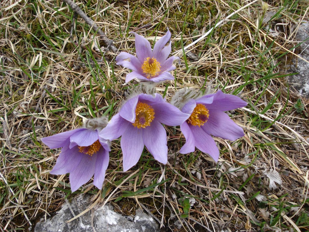 26 doch noch eine bluehende Steirische Kuhschelle gefunden.JPG